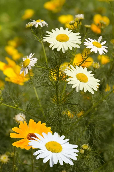 Květiny, chamomiles žlutá, bílá — Stock fotografie