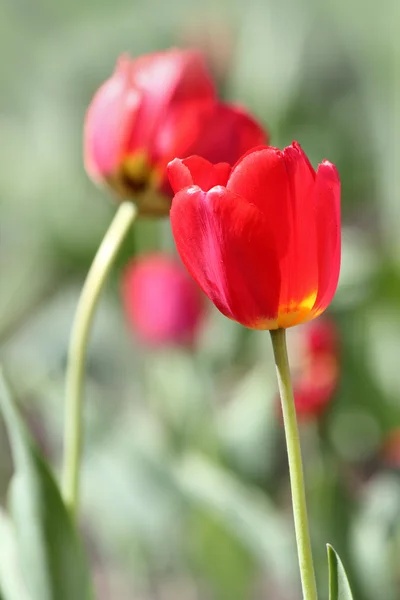 Flowers tulips red — Stock Photo, Image