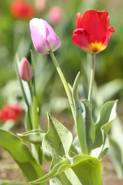 Flowers tulips — Stock Photo, Image