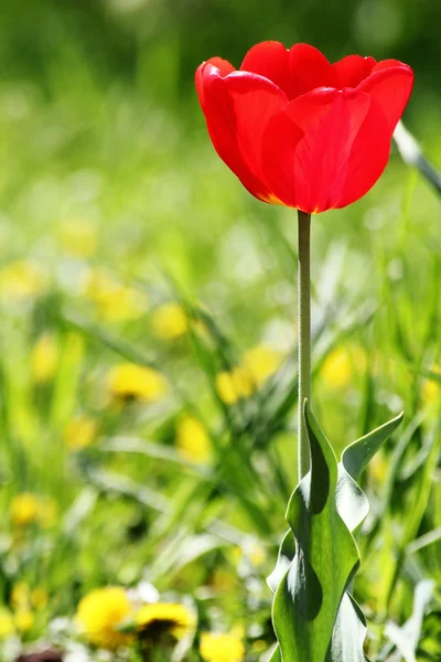 Flower tulips red — Stock Photo, Image