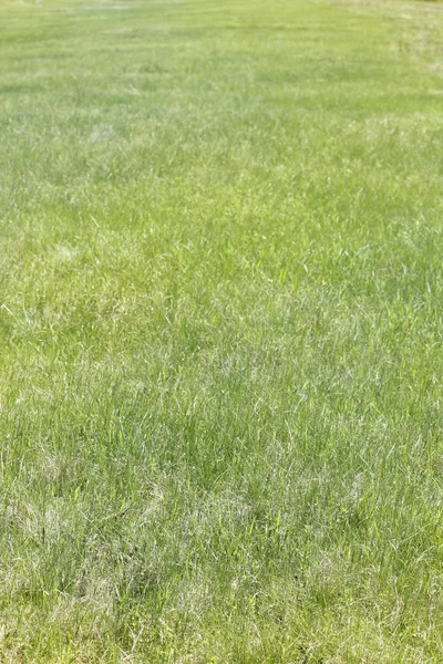 Veld gras zonlicht lente — Stockfoto