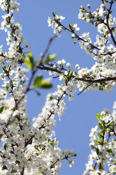 Stock image Flowers cherry tree