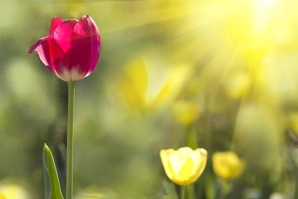 Fiori tulipani rossi petali luce solare rossa — Foto Stock