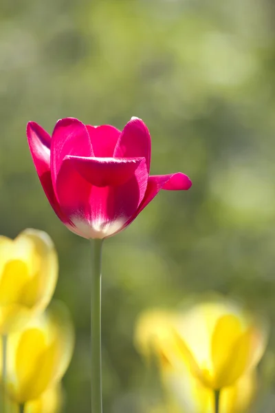 Fiori tulipani rossi petali — Foto Stock