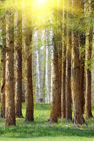 Bosque árboles sol naturaleza paisaje Fotos de stock libres de derechos