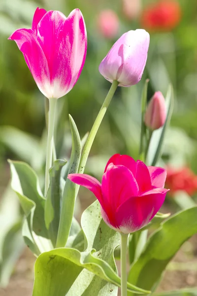 Flores tulipas vermelho pétalas rosa — Fotografia de Stock