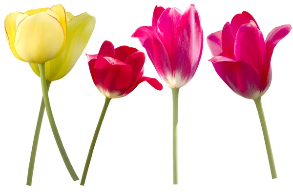 Flores tulipas vermelho pétalas amarelas — Fotografia de Stock