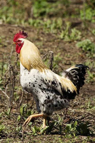 Aves gallinas primavera — Foto de Stock