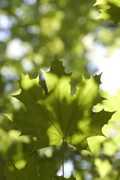 메이플 트리 나무 잎 — 스톡 사진