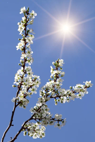 鲜花樱桃树太阳 图库图片