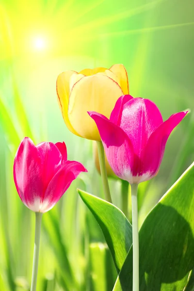 Flores tulipas amarelas vermelhas — Fotografia de Stock