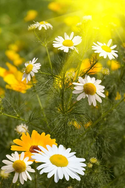 Flores camomilas amarelo branco — Fotografia de Stock