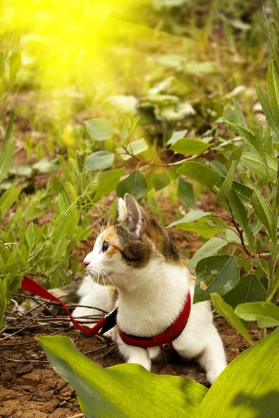 Mascota gato hierba arbustos —  Fotos de Stock