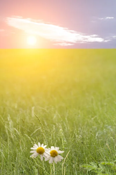 Pôr-do-sol de camomilas de flor de prado de grama — Fotografia de Stock