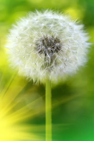 花タンポポ — ストック写真
