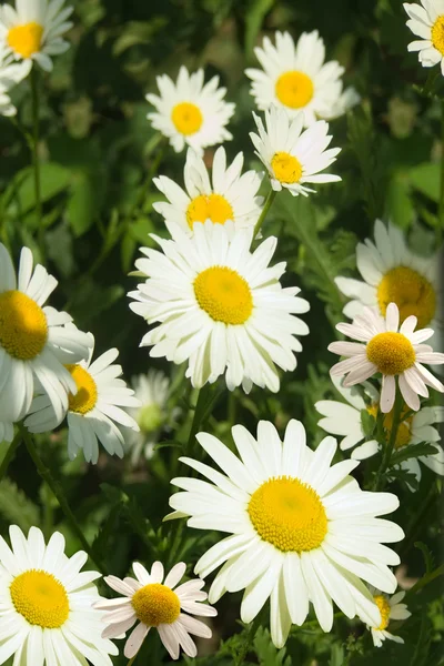 Çiçek chamomiles — Stok fotoğraf