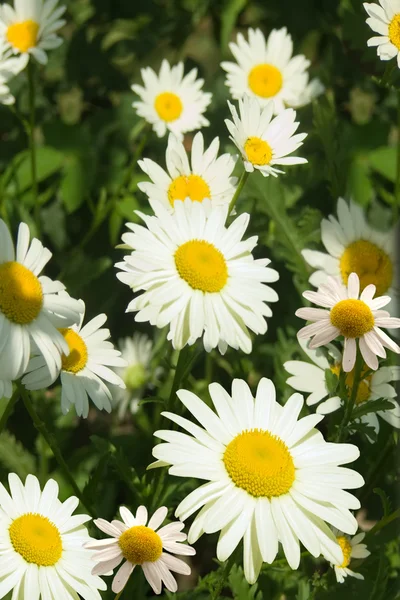 Flowers chamomiles — Stock Photo, Image