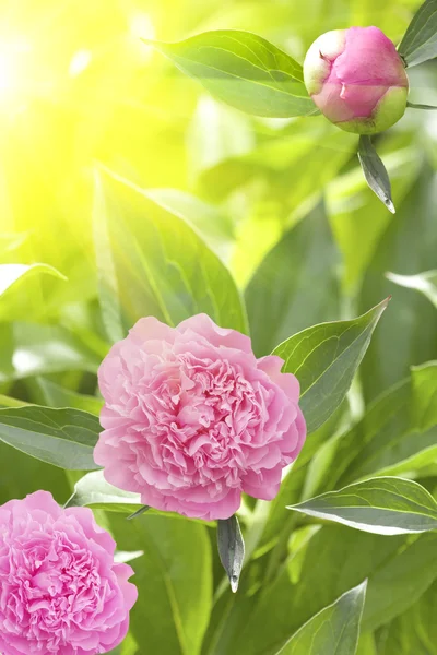 Flowers dahlias petals pink sunlight — Stock Photo, Image