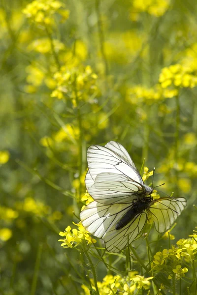 Insetos borboletas amor — Fotografia de Stock
