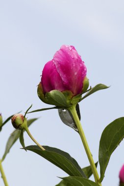 çiçekler dahlias yaprakları kırmızı