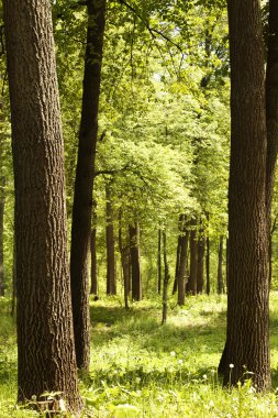 bosque de roble Tilo