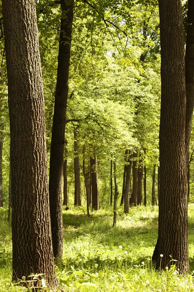 Chêne des arbres forêt de tilleuls — Photo
