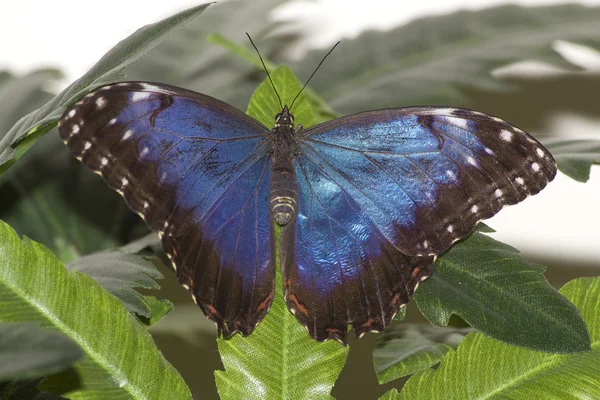 Insetos asas de borboleta azul — Fotografia de Stock