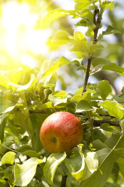 Gyümölcs Alma fa napfény — Stock Fotó