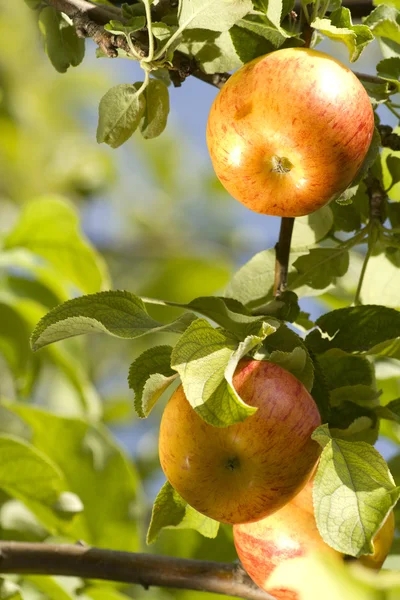フルーツのりんごの木 — ストック写真