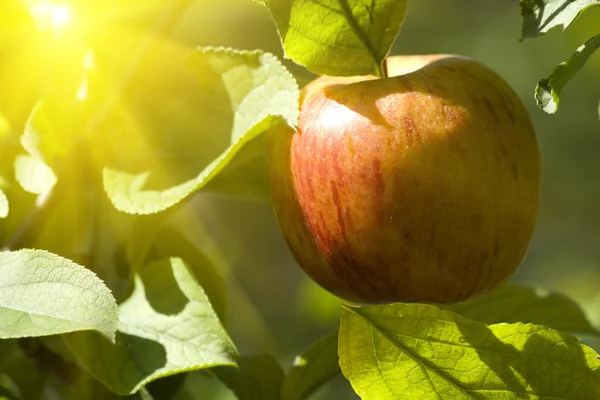 Gyümölcs almafa piros — Stock Fotó