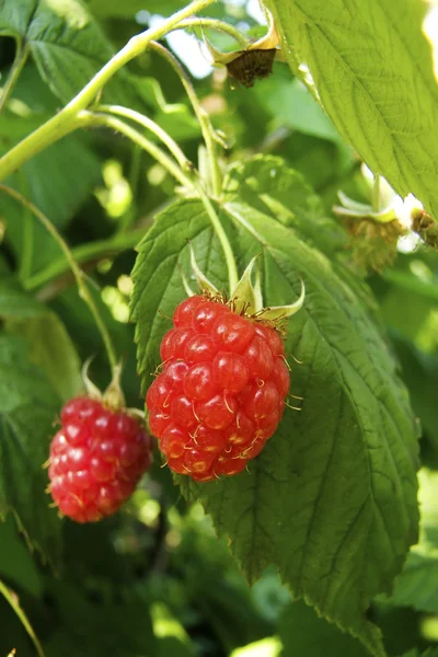 Berries ripe raspberry bush — Stock Photo, Image