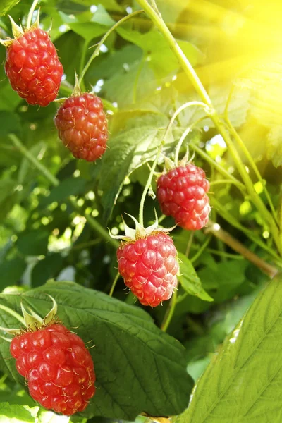 Berries ripe raspberry — Stock Photo, Image