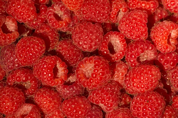 Raspberry berries ripened — Stock Photo, Image