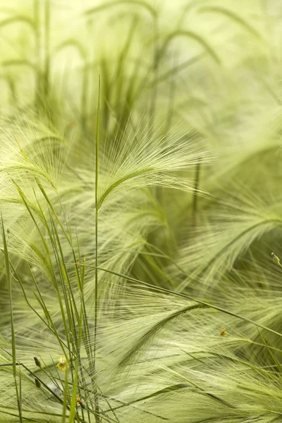 Травянистая степь — стоковое фото