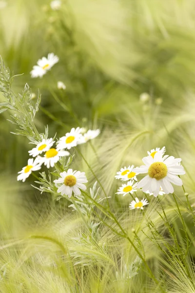 Flowers chamomiles white petals — Stock Photo, Image