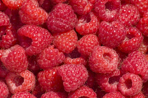 Raspberry berries ripened red — Stock Photo, Image