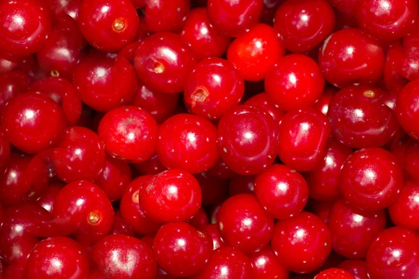 Berries ripened cherries — Stock Photo, Image