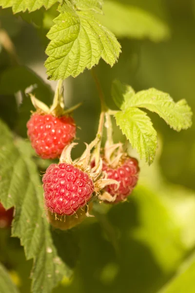 Berries ripe raspberry summer — Stock Photo, Image