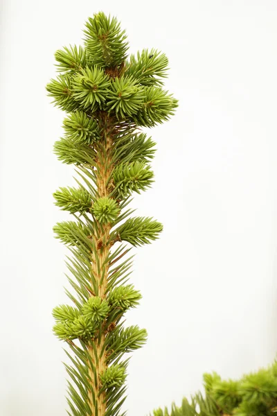 Spruce tree branch — Stock Photo, Image