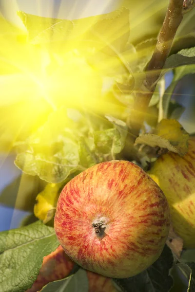 赤いフルーツのりんごの木 — ストック写真