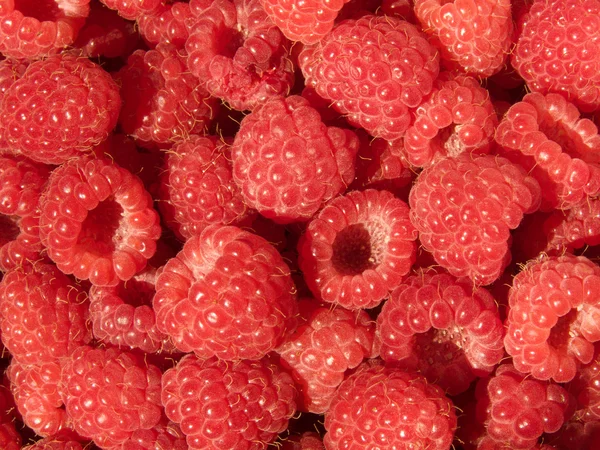 Raspberry berries ripened red — Stock Photo, Image