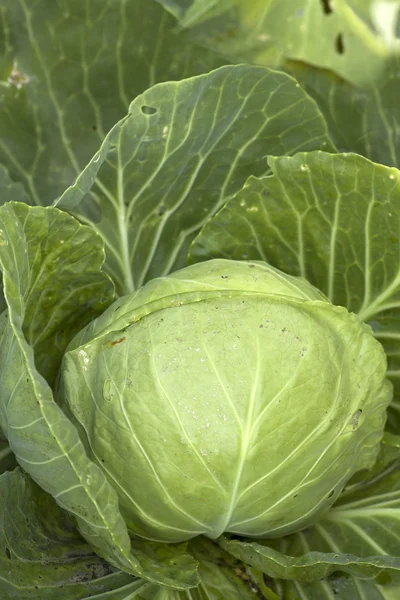 Ripe vegetables cabbage Stock Image