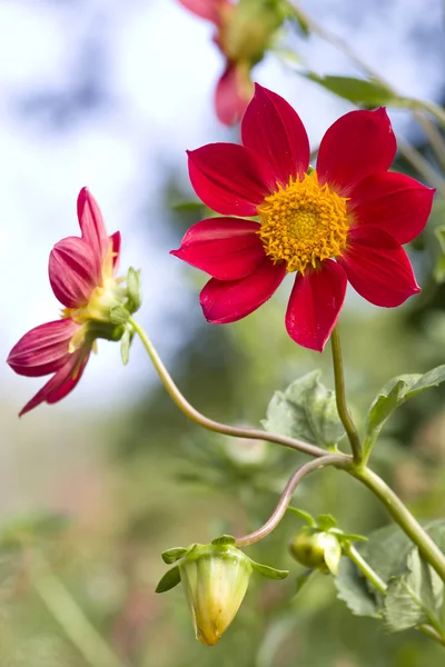 Flor pétalas vermelho buton floração — Fotografia de Stock