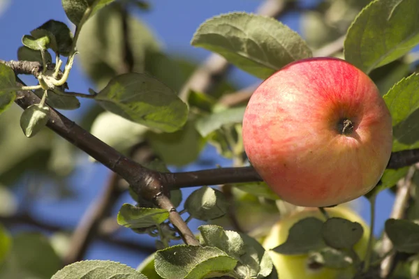 Frucht Apfel rot gereift — Stockfoto