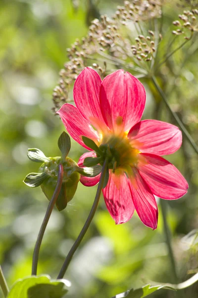 Blütenblätter rosa Blume — Stockfoto