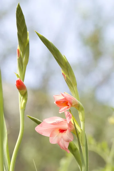 Pétalas rosa flor gladíolo — Fotografia de Stock