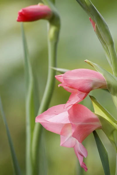 꽃잎 핑크 꽃 — 스톡 사진