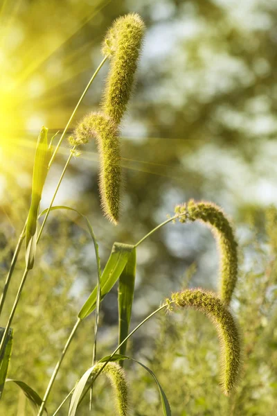 Orejas pradera arbusto luz del sol —  Fotos de Stock