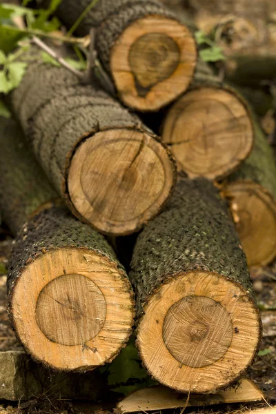 Corte de tronco de árvore de bordo — Fotografia de Stock