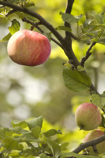 फळ सफरचंद लाल झाड — स्टॉक फोटो, इमेज